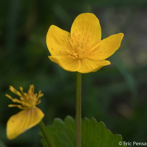 Caltha des marais - Caltha palustris