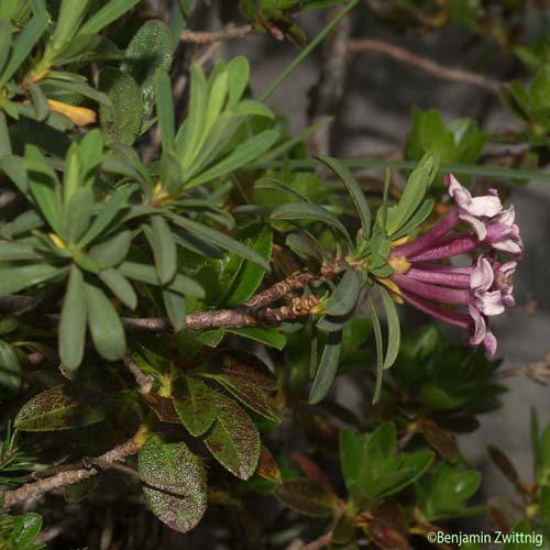 Camélée striée - Daphne striata