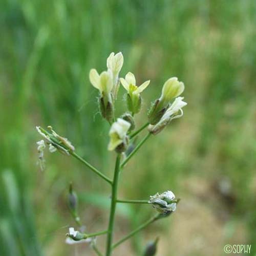 Caméline cultivée - Camelina sativa var. pilosa