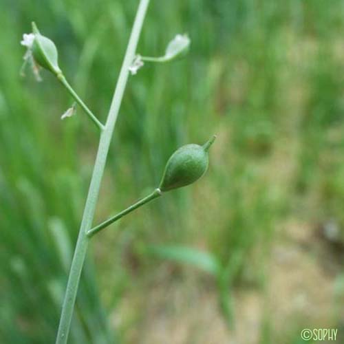 Caméline cultivée - Camelina sativa var. pilosa