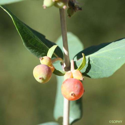 Camérisier des Pyrénées - Lonicera pyrenaica subsp. pyrenaica