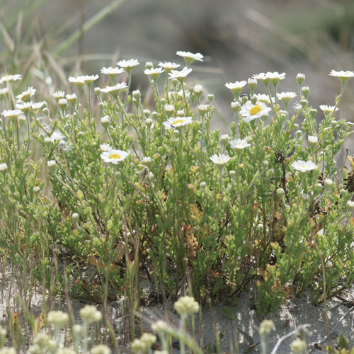 Camomille maritime - Anthemis maritima subsp. maritima