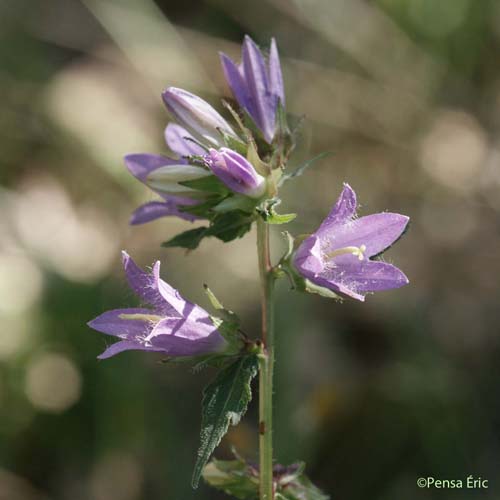 Campanule à feuilles d'ortie - Campanula trachelium subsp. trachelium