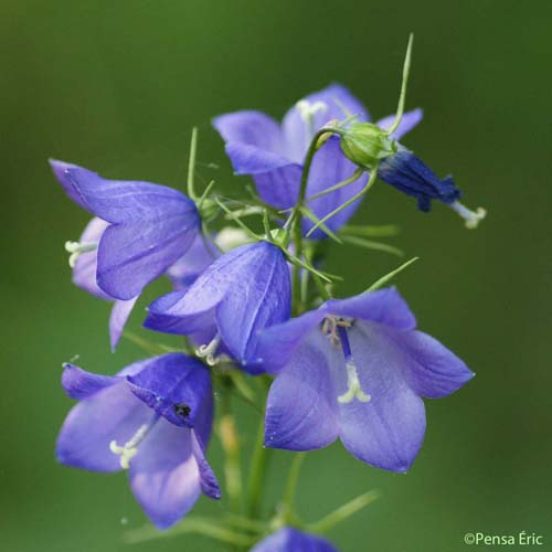 Campanule à feuilles en losange - Campanula rhomboidalis