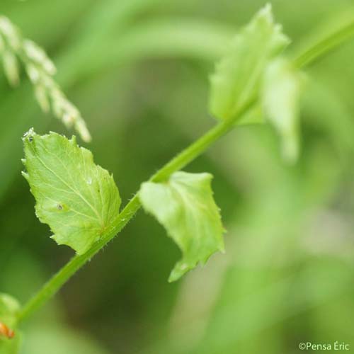 Campanule à feuilles en losange - Campanula rhomboidalis