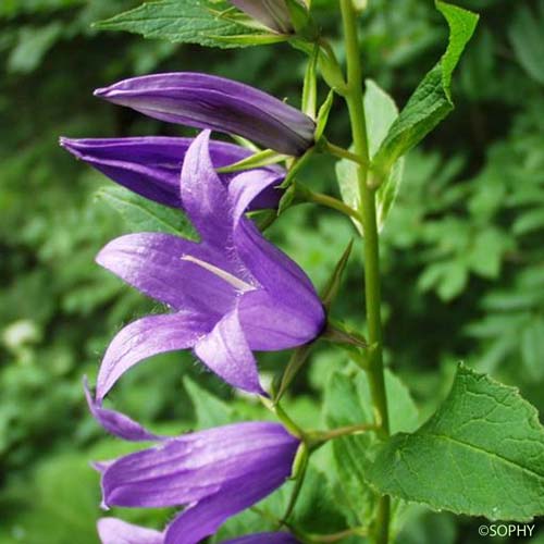 Campanule à feuilles larges - Campanula latifolia