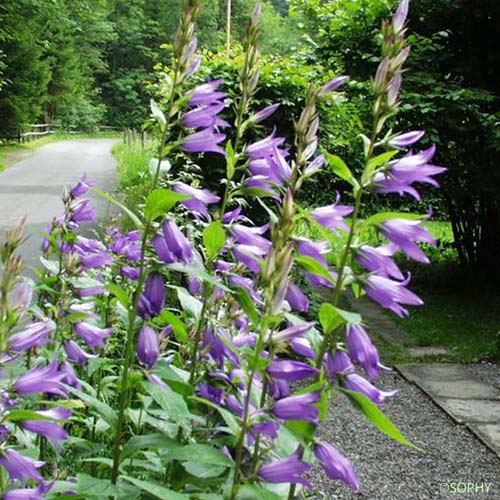 Campanule à feuilles larges - Campanula latifolia