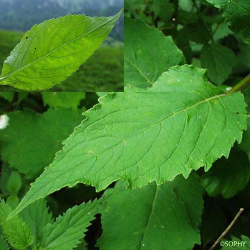 Campanule à feuilles larges - Campanula latifolia