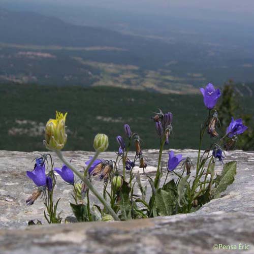 Campanule à feuilles rondes - Campanula rotundifolia subsp. rotundifolia