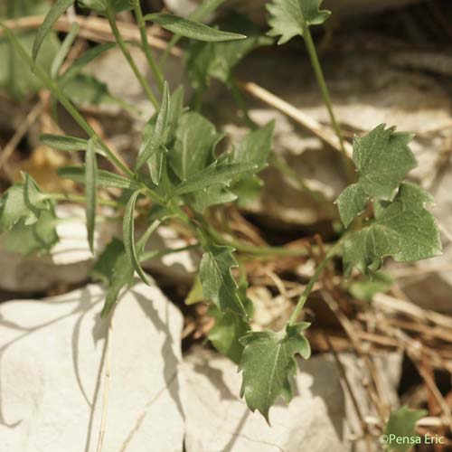 Campanule à feuilles rondes - Campanula rotundifolia subsp. rotundifolia