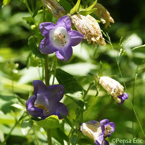 Campanule à grandes fleurs - Campanula medium