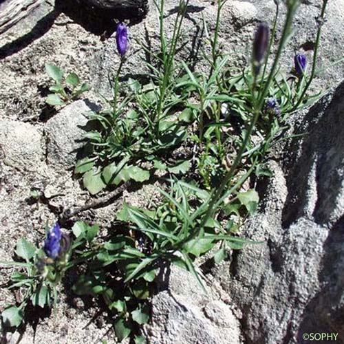 Campanule à grosses racines - Campanula rotundifolia subsp. macrorhiza