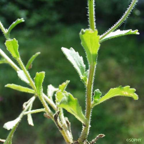 Campanule à petites fleurs - Campanula erinus