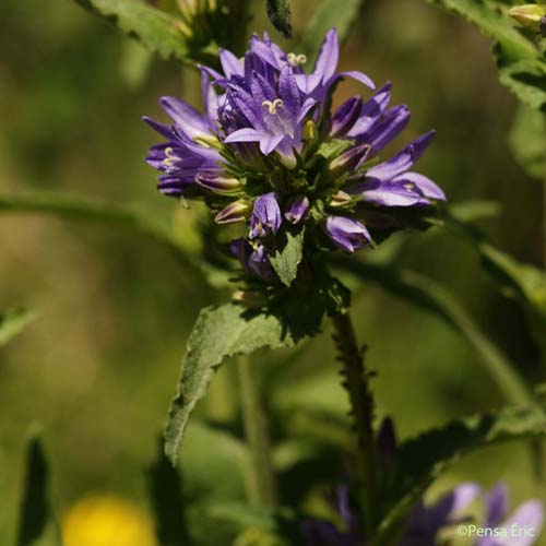 Campanule à fleurs agglomérées - Campanula glomerata subsp. glomerata