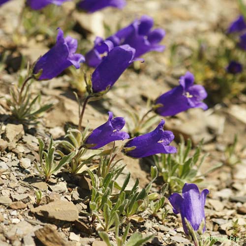 Campanule alpestre - Campanula alpestris