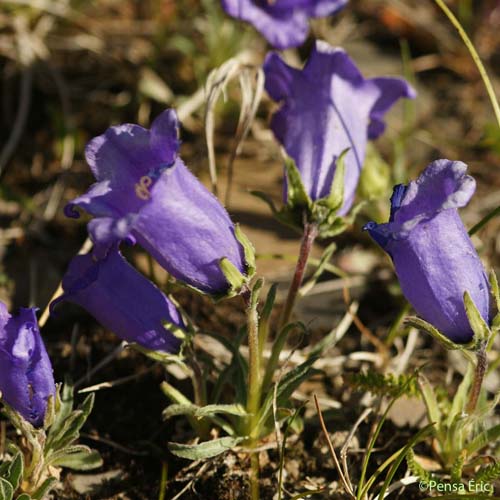 Campanule alpestre - Campanula alpestris