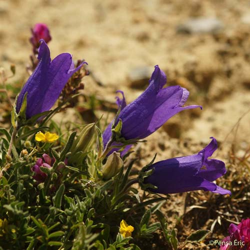 Campanule alpestre - Campanula alpestris