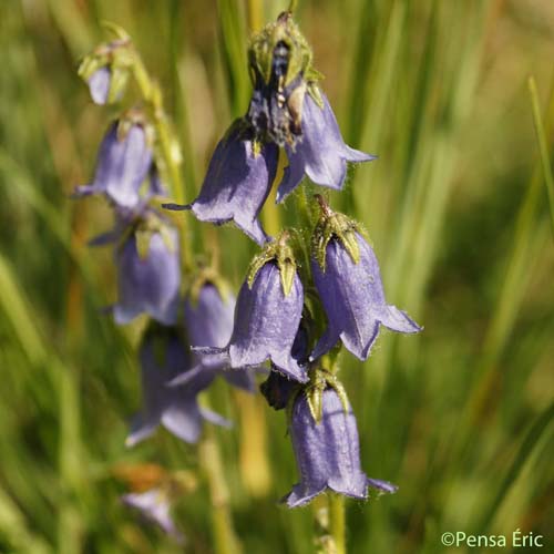 Campanule barbue - Campanula barbata