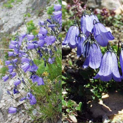 Campanule à feuilles de cochléaire - Campanula cochleariifolia