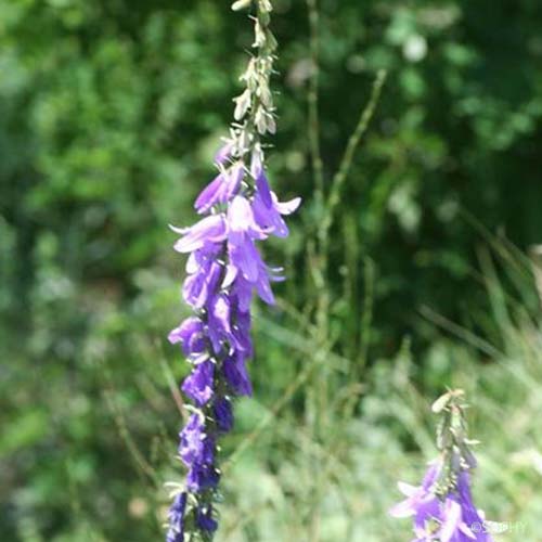 Campanule de Bologne - Campanula bononiensis