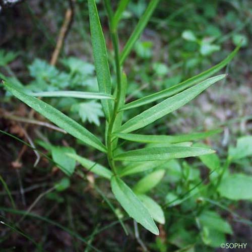 Campanule de Scheuchzer - Campanula scheuchzeri subsp. scheuchzeri