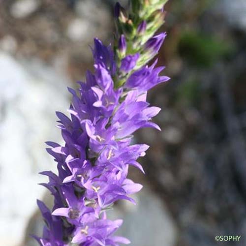 Campanule en épi - Campanula spicata