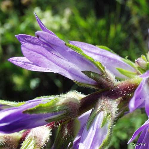 Campanule en épi - Campanula spicata