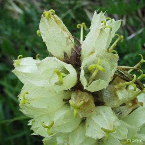 Campanule en thyrse - Campanula thyrsoides