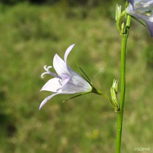 Campanule raiponce - Campanula rapunculus