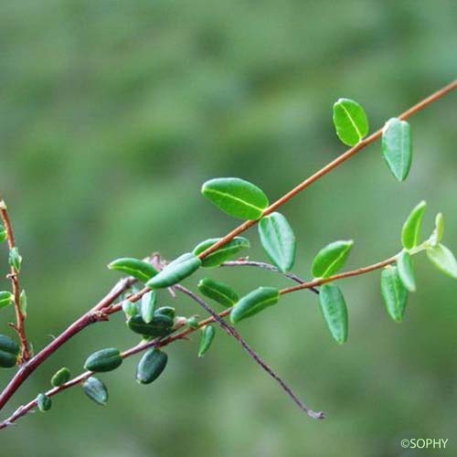 Canneberge - Vaccinium oxycoccos