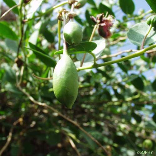 Câprier  - Capparis spinosa