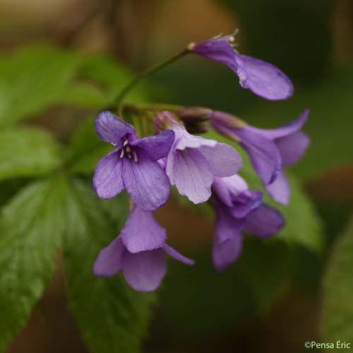 Cardamine à cinq folioles - Cardamine pentaphyllos