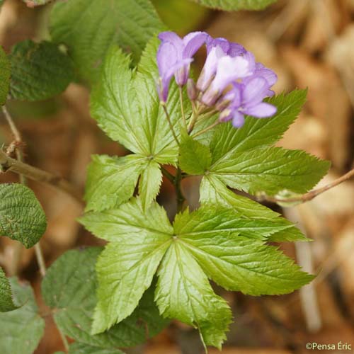 Cardamine à cinq folioles - Cardamine pentaphyllos