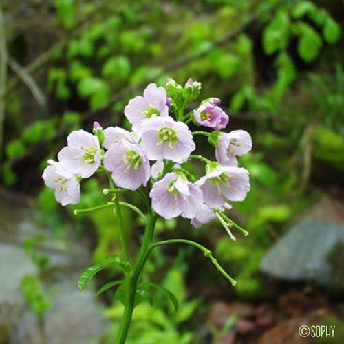 Cardamine à feuilles de Radis - Cardamine raphanifolia