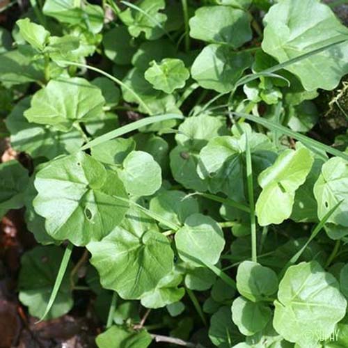 Cardamine à feuilles de Radis - Cardamine raphanifolia