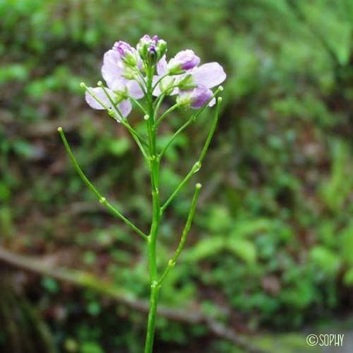 Cardamine à feuilles de Radis - Cardamine raphanifolia