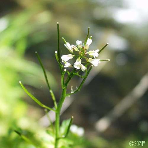 Cardamine amère - Cardamine amara subsp. amara