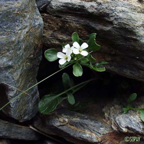 Cardamine des Alpes - Cardamine alpina