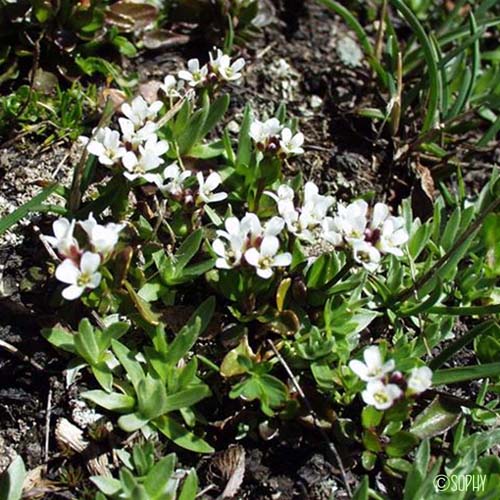 Cardamine des Alpes - Cardamine alpina