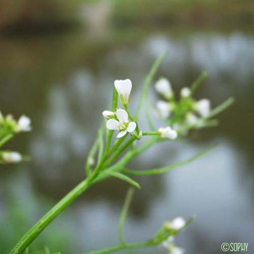 Cardamine des bois - Cardamine flexuosa