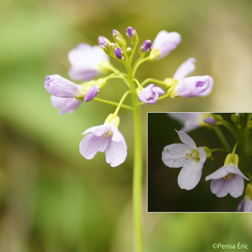 Cardamine des prés - Cardamine pratensis