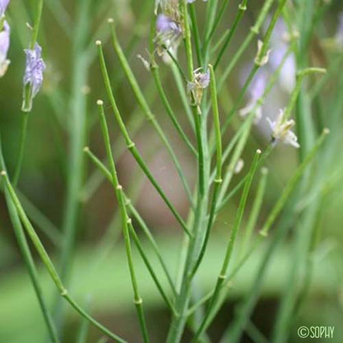 Cardamine des prés - Cardamine pratensis