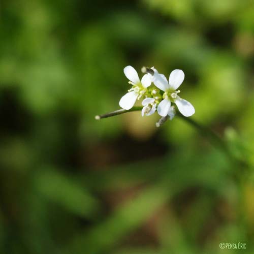 Cardamine hérissée - Cardamine hirsuta