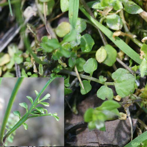 Cardamine hérissée - Cardamine hirsuta