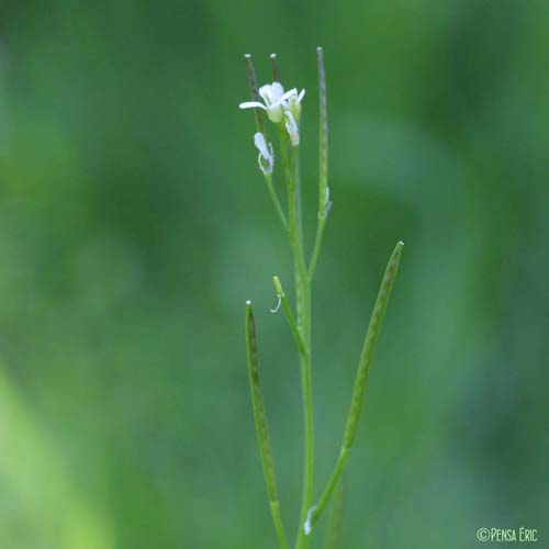 Cardamine hérissée - Cardamine hirsuta