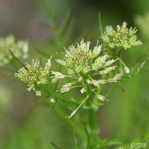 Cardamine impatiente - Cardamine impatiens