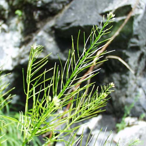 Cardamine impatiente - Cardamine impatiens