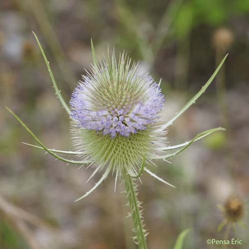 Cardère sauvage - Dipsacus fullonum