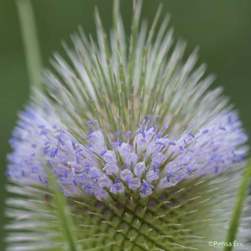 Cardère sauvage - Dipsacus fullonum