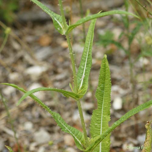 Cardère sauvage - Dipsacus fullonum